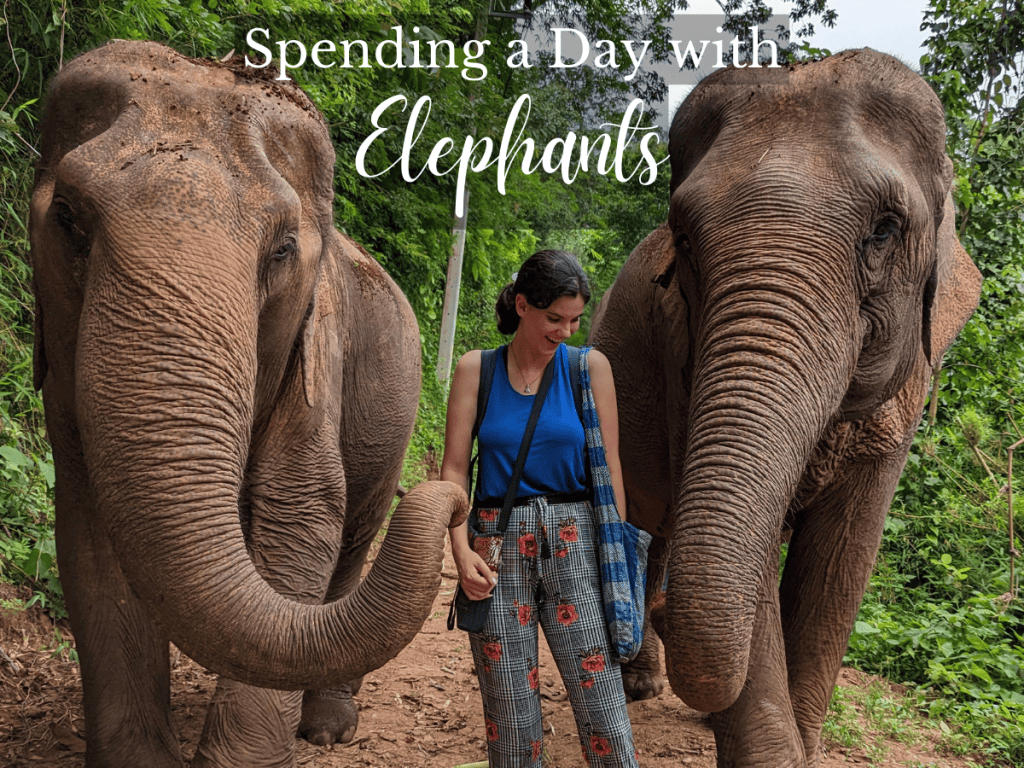 Meeting Elephants in Thailand: My Experience at Elephant Nature Park