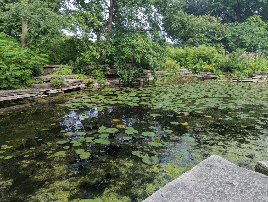 Lily Pool in Lincoln Park