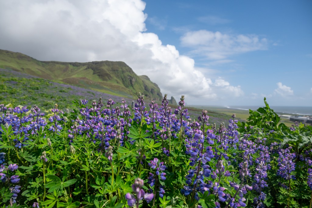 Lupine near Reyniskirkja Church in Vik, Iceland