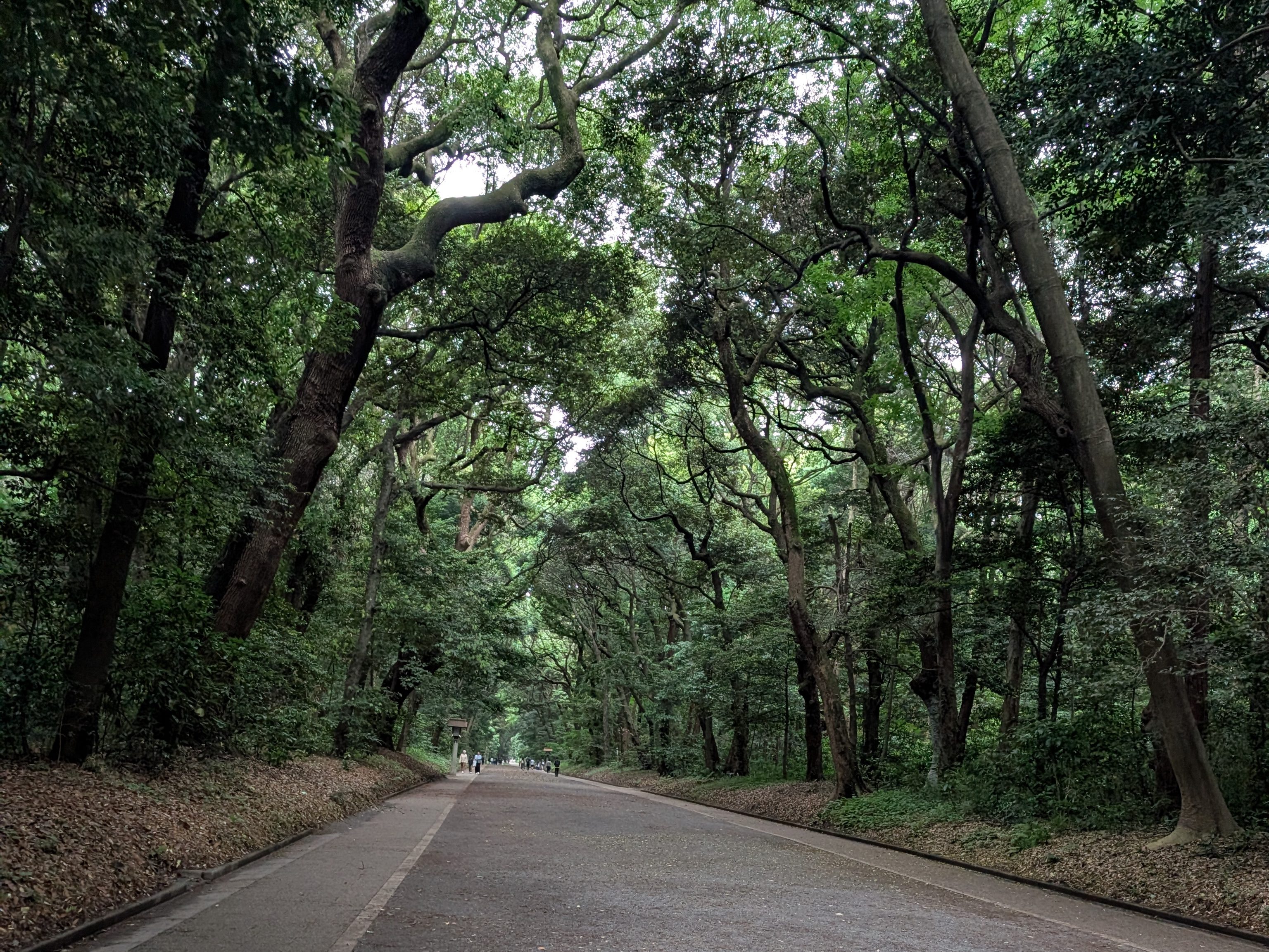 The dark green forest surrounding Meiji Jingu.